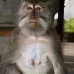 monkey_macaque_balinese_mf_ubud_v_0420_bal0421.jpg